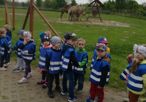 Dzieci obserwują wielbłądy